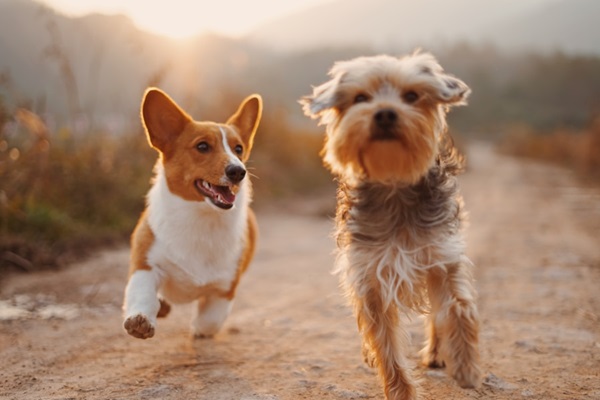 Two dogs joyfully running outdoors at sunset.