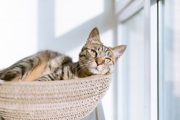 Tabby cat lounging in a hammock by the window.